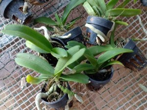 Đai trâu giống 8 tháng tuổi cây khỏe đẹp với 2 màu cánh sen, xác pháo.