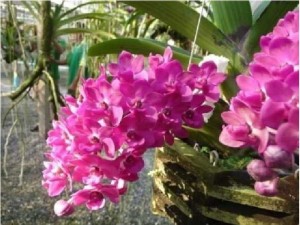 Đai trâu giống 8 tháng tuổi cây khỏe đẹp với 2 màu cánh sen, xác pháo.