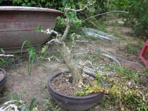 Bán Linh Sam Song Hinh Bonsai và linh sam 86
