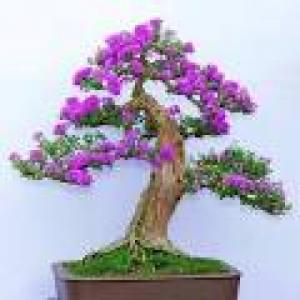 Linh sam Bonsai đẹp