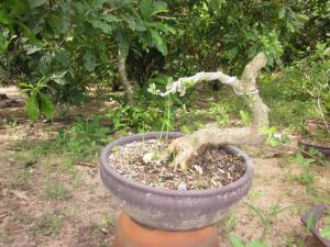 Bán Linh Sam Song Hinh Bonsai và linh sam 86