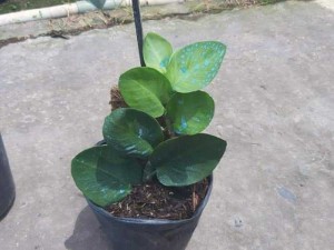 Dây thằng lằn thái giống mới dây tắc kè