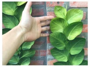 Dây thằng lằn thái giống mới dây tắc kè