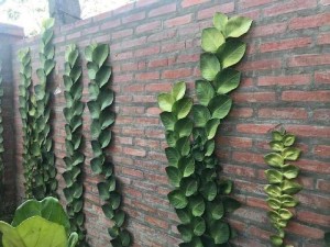 Dây thằng lằn thái giống mới dây tắc kè