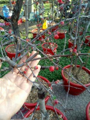 Hoa mai đỏ nở quanh năm