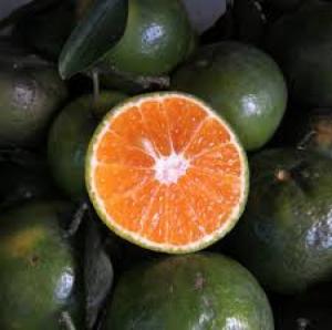 Cam sành giá sỉ