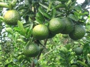 Cam sành giá sỉ