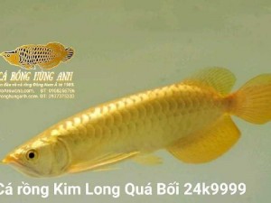 Bán Cá Rồng Kim Long Quá Bối Con