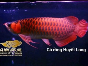 Bán Cá Rồng Huyết Long Con