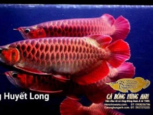 Bán Cá Rồng Huyết Long Con