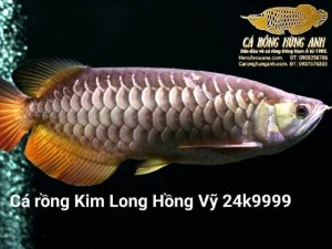 Bán Cá Rồng Kim Long Hồng Vy