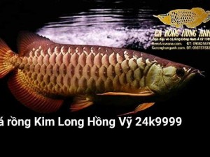 Bán Cá Rồng Kim Long Hồng Vy