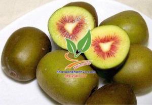 Kiwi ruột vàng , đỏ, xanh