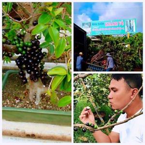 nho thân gỗ phong thủy tài lộc
