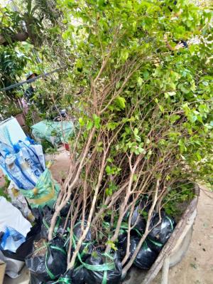 nho thân gỗ phong thủy tài lộc
