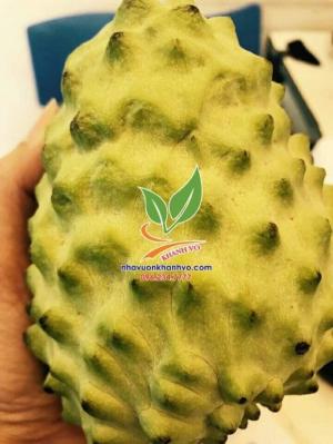 Na dứa Đài Loan ngon ngọt