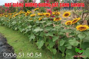 huong duong sakata 1000 hat