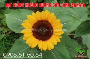 huong duong sakata