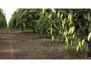 đất vườn xoài tặng nhà mặt tiền bê tông