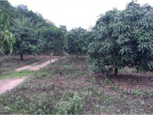 đất vườn xoài tặng nhà mặt tiền bê tông