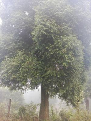 cây bách xanh