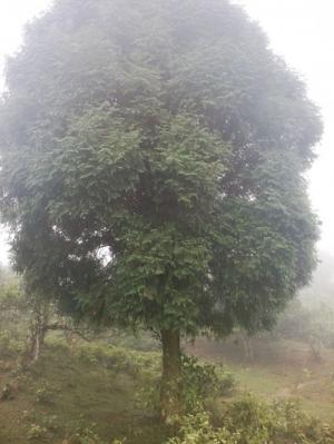 Cây bách xanh
