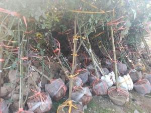 hồng cổ công trình