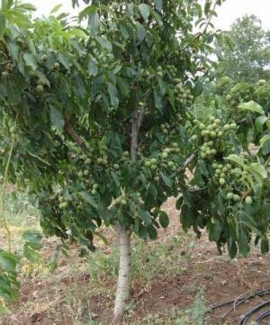 cây óc chó 5 tuổi