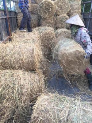 Bán rơm số lượng lớn