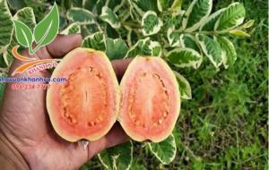 ổi cẩm thạch