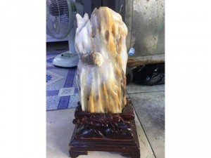 Cây Gỗ Hoá Ngọc Tuyệt Đẹp