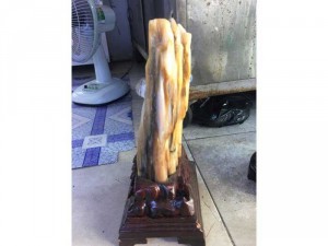 Cây Gỗ Hoá Ngọc Tuyệt Đẹp