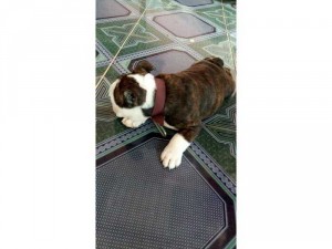 Bulldog Anh