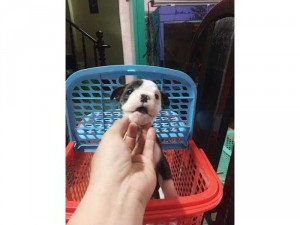 Bulldog Anh