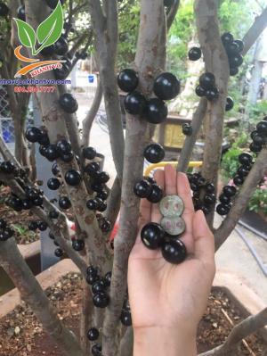 Cây giống Nho Thân Gỗ và Cây Nho Thân Gỗ đang trái