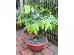 bán cây trập trội