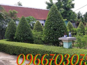 Cây xanh cây cảnh trang trí