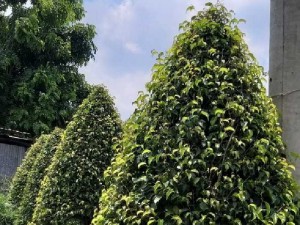 Cây xanh cây cảnh trang trí