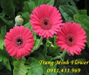 Cung cấp cây giống hoa đồng tiền nuôi cấy mô chất lượng cao
