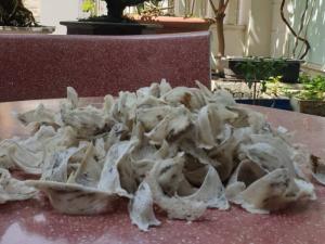Tổ yến thô nguyên chất, mới thu hoạch