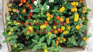 Cung cấp cây giống hoa ngũ sắc nhiều màu trồng cảnh quan.