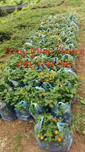 Cung cấp cây giống hoa ngũ sắc nhiều màu trồng cảnh quan.