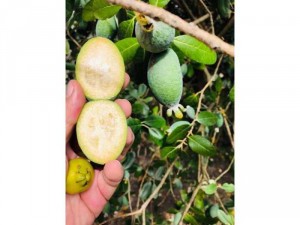 Cây ổi dứa Feijoa