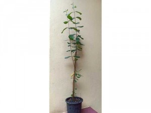 Cây ổi dứa Feijoa