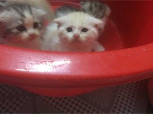 mèo anh lông ngắn tai cụp. bố là mèo nhập