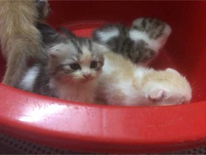 mèo anh lông ngắn tai cụp. bố là mèo nhập