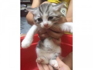 mèo anh lông ngắn tai cụp. bố là mèo nhập