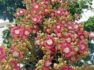 Bán Cây Ngọc Kỳ Lân Hoa Siêu Đẹp
