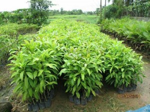 Bán Cây Ngọc Kỳ Lân Hoa Siêu Đẹp