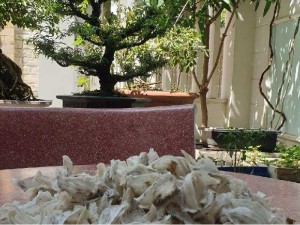 Yến sào Mỹ An tại Bình Định